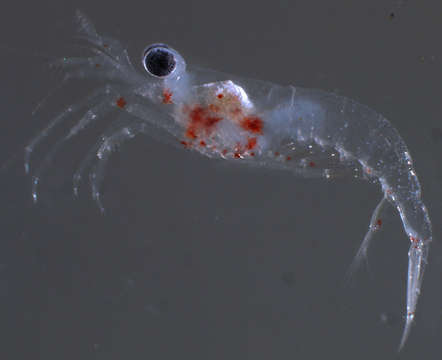 Image of night shrimps