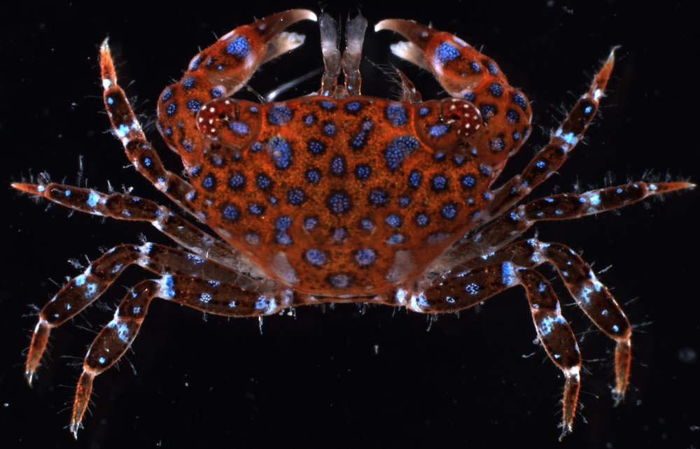 Image of broad-fronted crab