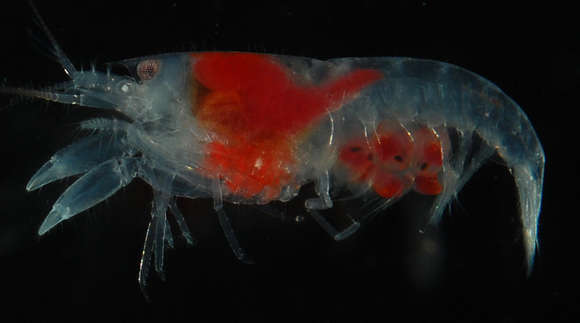 Imagem de <i>Prionalpheus triarticulatus</i>