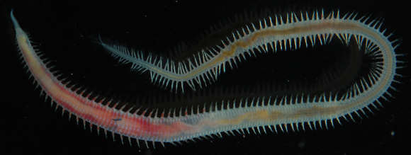 Image of bloodworms