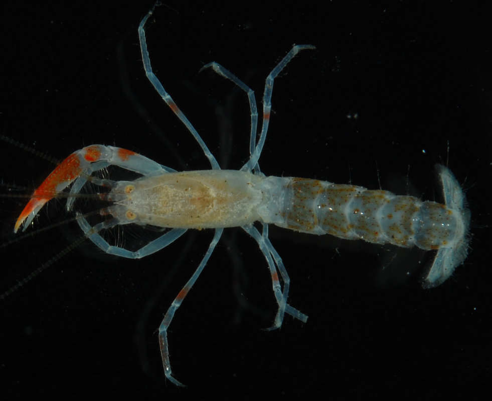 Image of Axiopsis Affinis