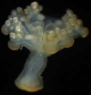 Image of stalked jellyfishes