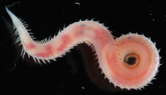 Image of bloodworms