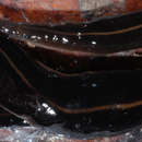 Image of New Guinea flatworm
