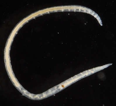 Image of bloodworms