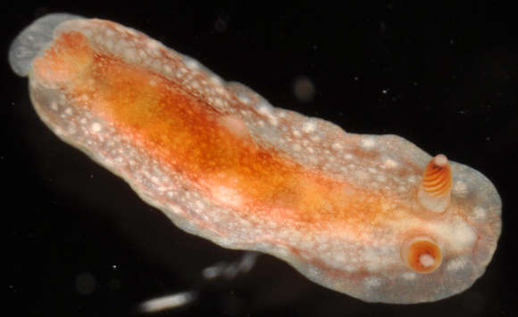 Image of Euctenidiacea