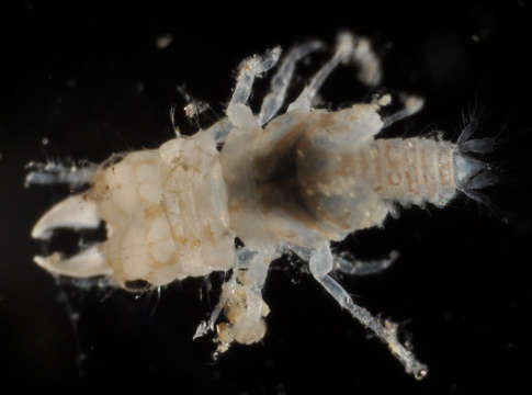 Image of Cymothooidea Leach 1814