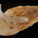 Image of Mitrella loyaltyensis (Hervier 1899)
