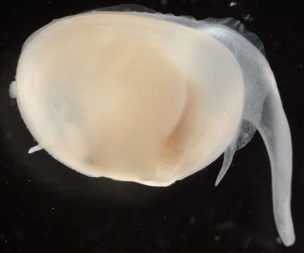 Image of Scintilla cuvieri Deshayes 1856