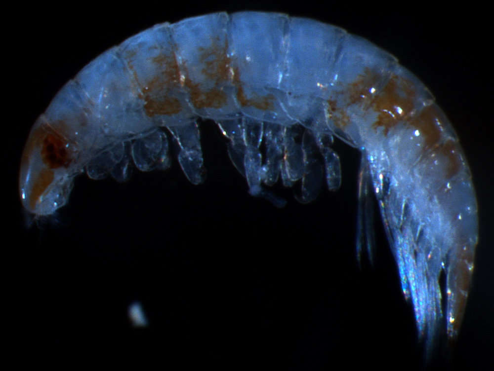 Image of Microniscidae