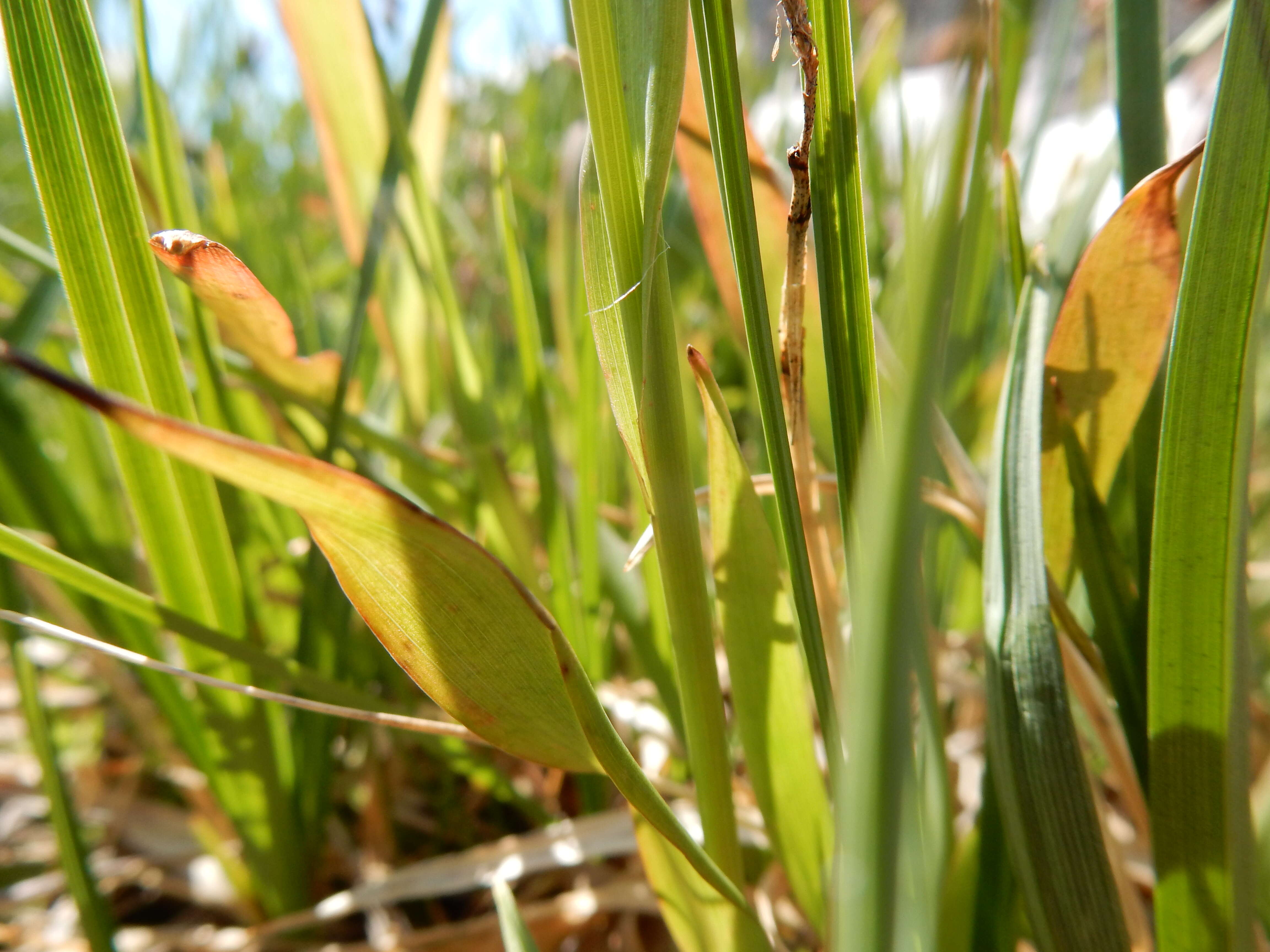 Image de Luzula parviflora (Ehrh.) Desv.