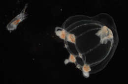 Image of cnidarians