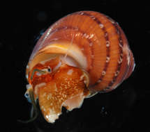 Image of turban snail