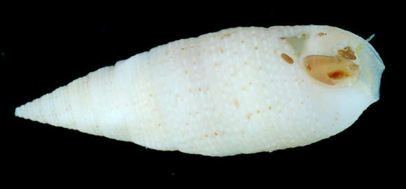Image of Cerithium nesioticum Pilsbry & Vanatta 1906