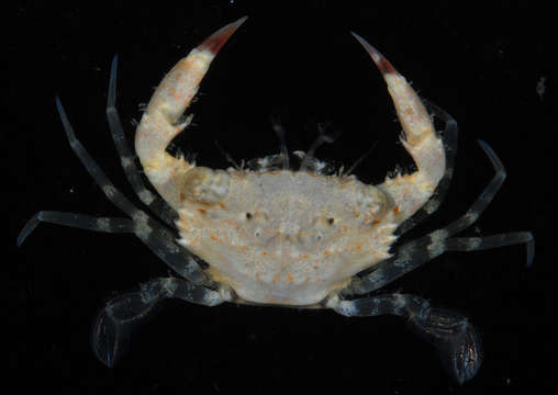 Image of Azure Swimming Crab