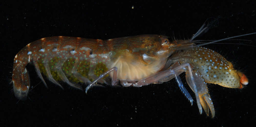 Image de <i>Alpheus macrochirus</i>