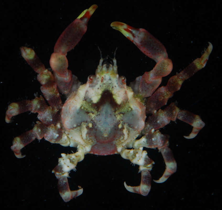 Image of Spider Crabs and Decorator Crabs