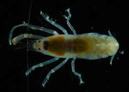 Image de <i>Alpheus obesomanus</i>