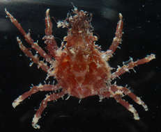 Image of Spider Crabs and Decorator Crabs