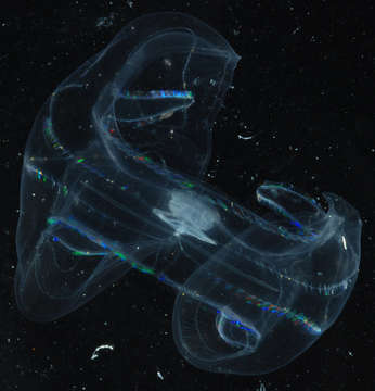 صورة Tentaculata Eschscholtz 1825