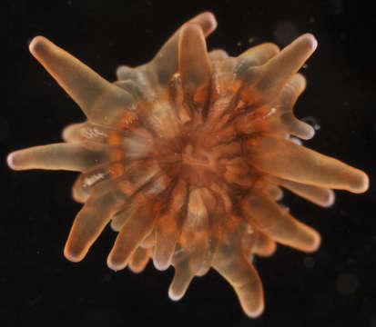 Image of hexacorallians