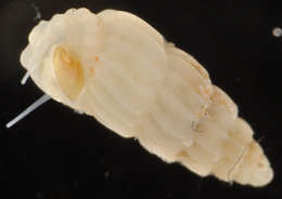 Image of Rissoina heronensis (Laseron 1956)