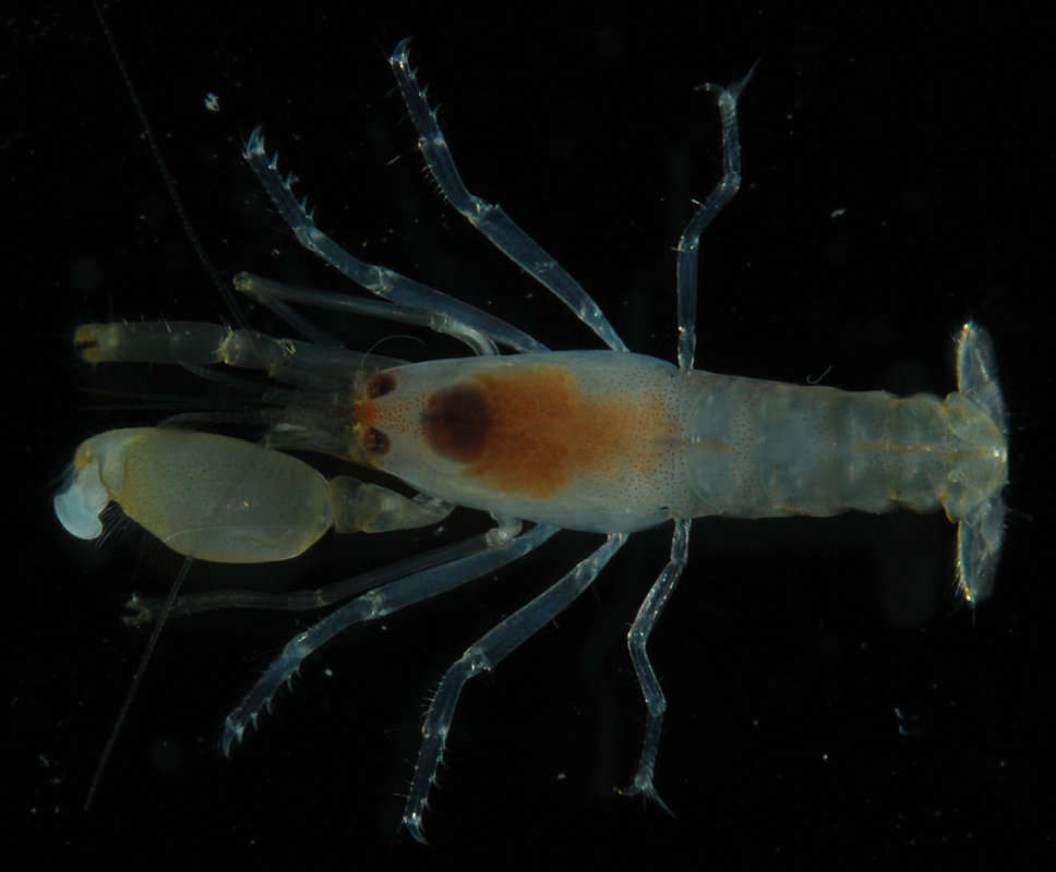 Image de <i>Alpheus obesomanus</i>