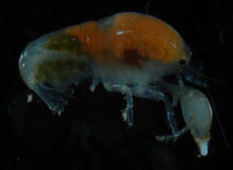 Image de <i>Alpheus obesomanus</i>