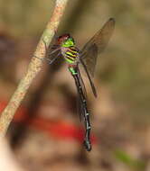 Image of Green-striped Darner