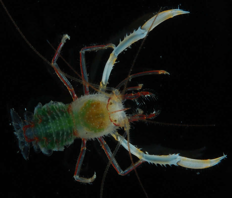 Image of Spongicolidae Schram 1986