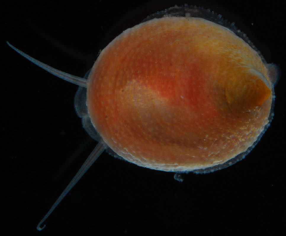 Image de Cycloneritimorpha