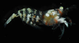 Image of night shrimps