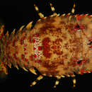 Image of red-spotted mitten lobster