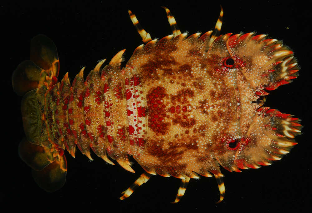 Image of red-spotted mitten lobster