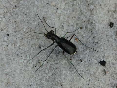 Image of Cicindela (Cicindelidia) abdominalis Fabricius 1801