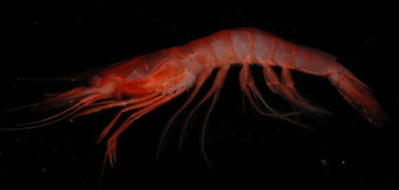 Image of aristeid shrimp