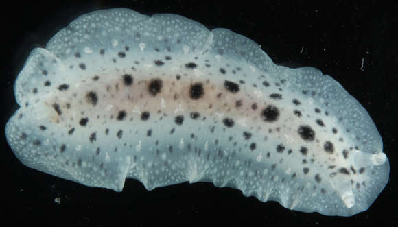 Image of Dendrodoris elongata Baba 1936