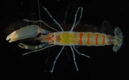 Image of smoothclaw snapping shrimp