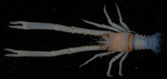 Image of <i>Munida fasciata</i>