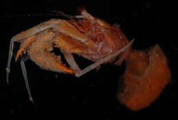 Image of <i>Sympagurus poupini</i>