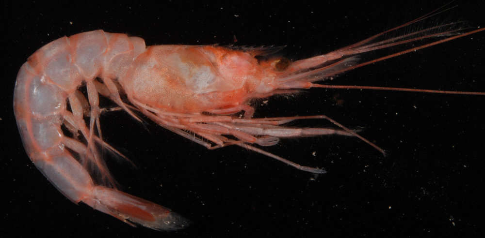 Image of prawns