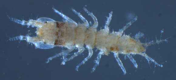 Image of Apseudoidea Leach 1814