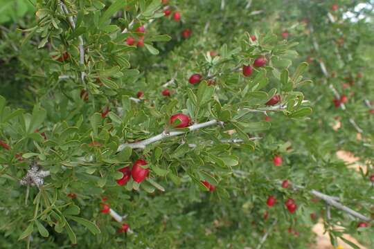 Image of Searsia pentaphylla (Jacq.) F. A. Barkley ex Moffett