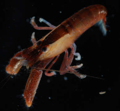 Image of coral snapping shrimp