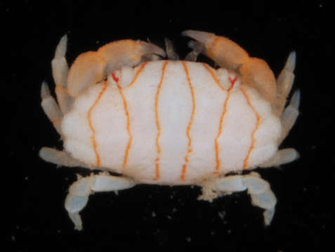 Image of Liomera striolata (Odhner 1925)