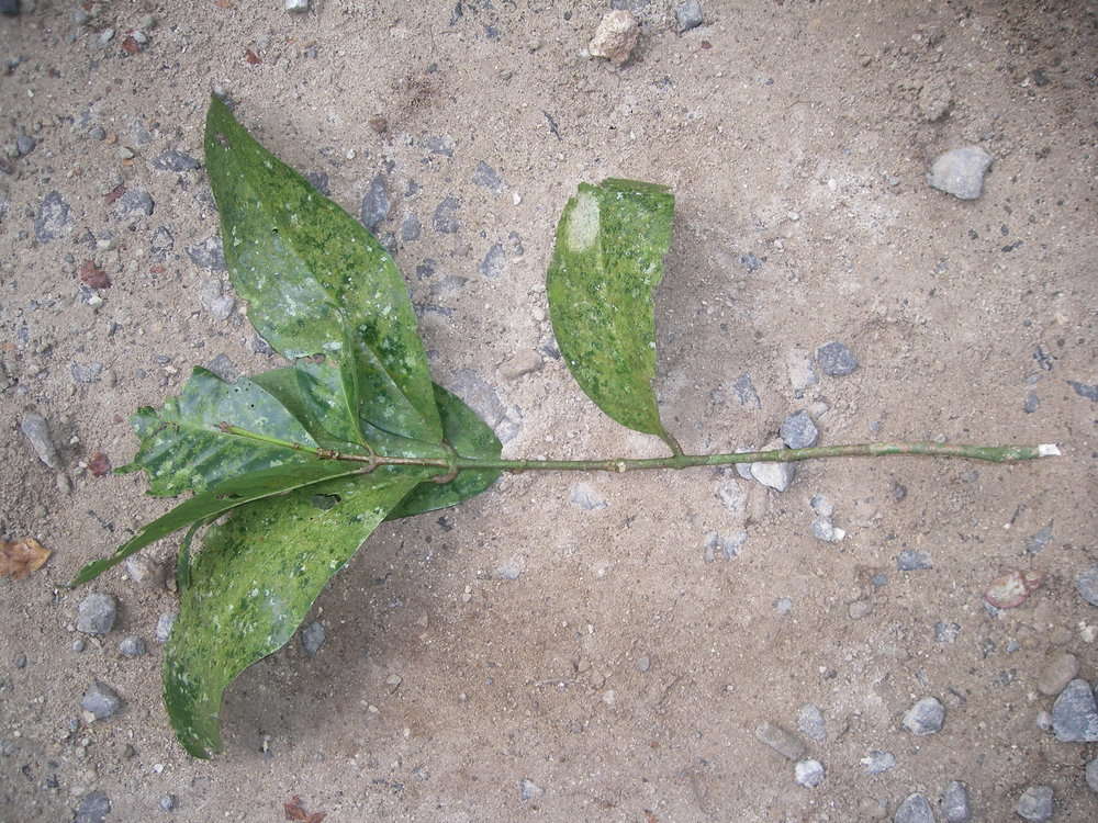 Image of Bush Cherries