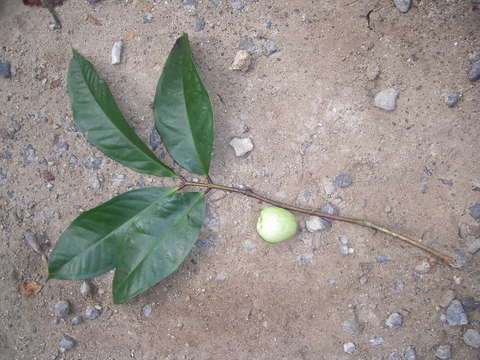 Syzygium resmi