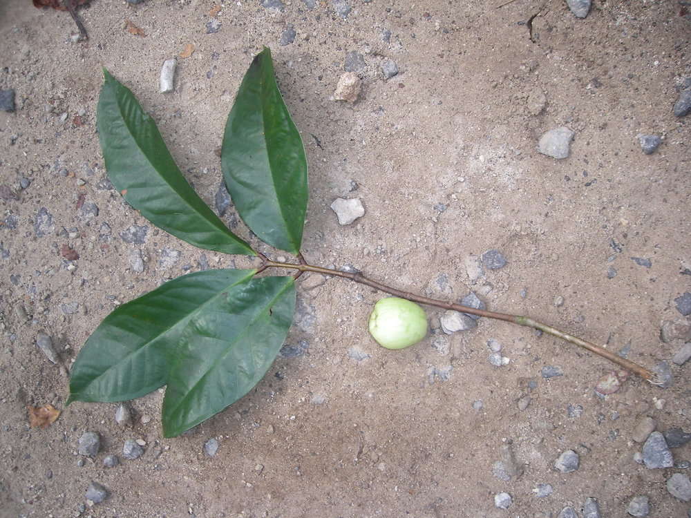 Image of Bush Cherries