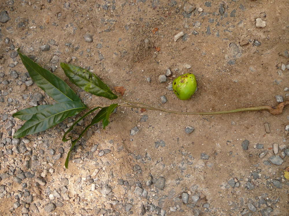 Image of Inocarpus
