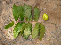 Inocarpus resmi